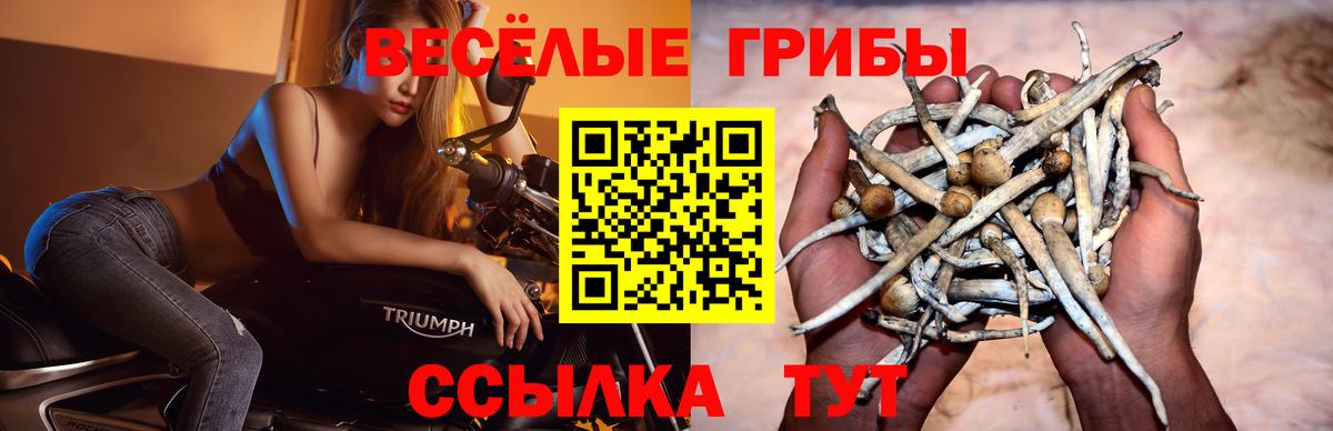 Галлюциногенные грибы Cubensis Рыбинск